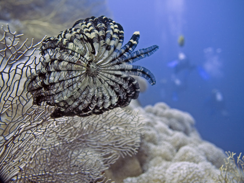 Feather Star, Dogtooth Lair